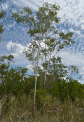 Eucalyptus chartaboma