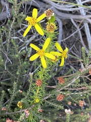 Senecio pinifolius