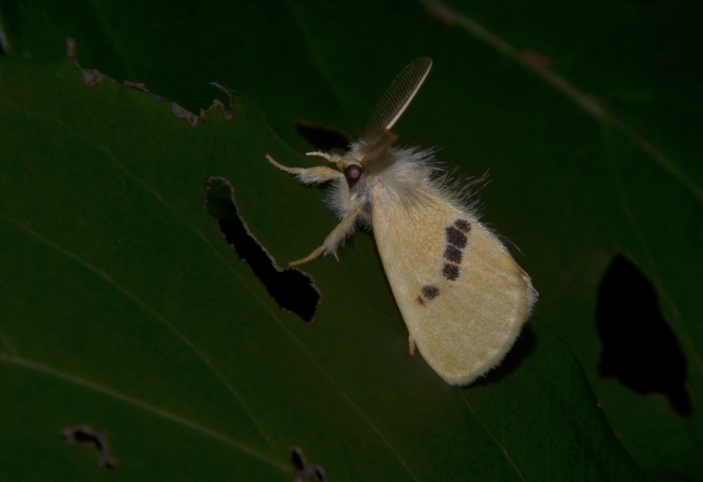 Euproctis leithiana