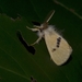 Euproctis leithiana - Photo (c) falcoani,  זכויות יוצרים חלקיות (CC BY-NC), הועלה על ידי falcoani