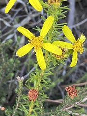 Senecio pinifolius