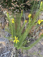 Senecio pinifolius