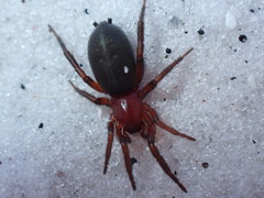 Gnaphosa sericata