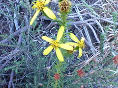 Senecio pinifolius