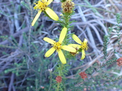 Senecio pinifolius