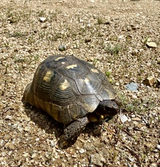 Testudo marginata