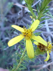 Senecio pinifolius