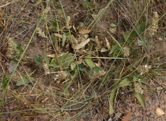 Uraria lagopodioides