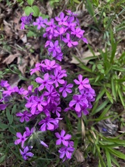 Phlox amoena