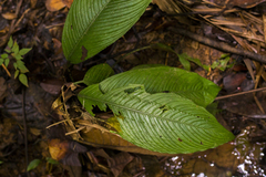 Dieffenbachia galdamesiae