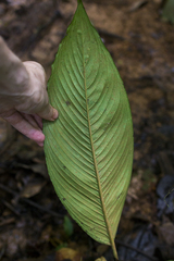 Dieffenbachia galdamesiae