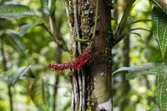 Anthurium bakeri