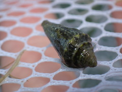 Conasprella stearnsii