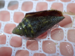 Conasprella stearnsii