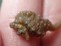 Hippocampus zosterae