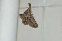 Hypomecis transcissa