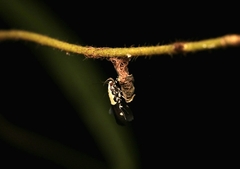 Macrobathra hedrastis