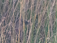 Phleocryptes melanops