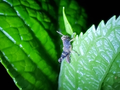 Melanoplus punctulatus