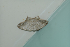 Oxymacaria temeraria