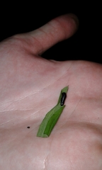 Trirhabda canadensis