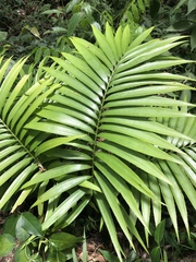 Ceratozamia