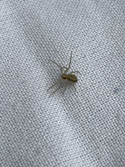 Philodromus albidus