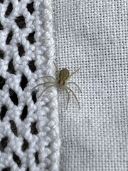 Philodromus albidus