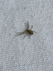 Philodromus albidus
