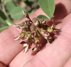 Hosackia crassifolia crassifolia