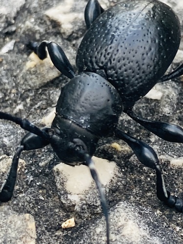 Black Cactus Longhorn Beetle photo 3