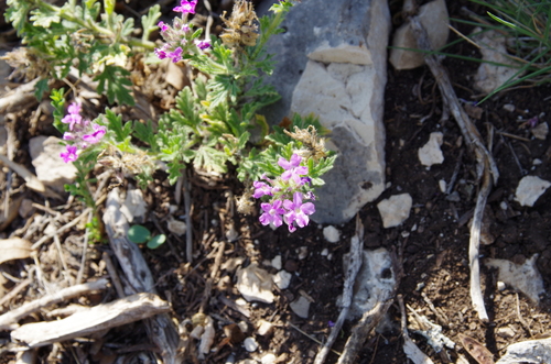 Image of Plains Mock Vervain (Glandularia tumidula) by (c) Eric Knight, some rights reserved (CC BY)