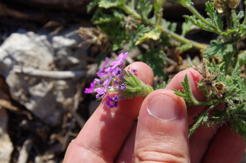 Image of Plains Mock Vervain (Glandularia tumidula) by (c) Eric Knight, some rights reserved (CC BY)