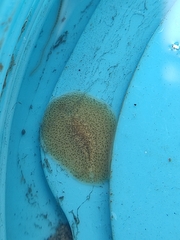 Acotylea