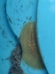 Acotylea