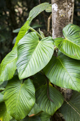 Philodendron squamipetiolatum