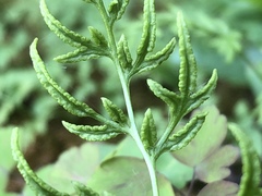 Cryptogramma stelleri