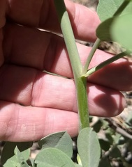 Hosackia crassifolia crassifolia