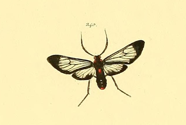 Chrostosoma haematica
