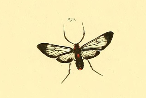 Chrostosoma haematica