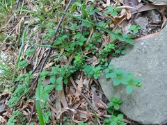 Galium rotundifolium