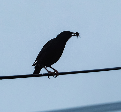 Sturnus vulgaris