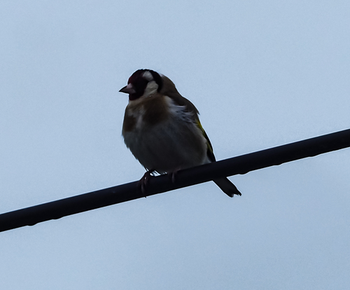 Carduelis carduelis
