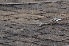 Tropidurus oreadicus