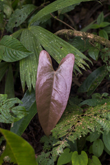 Anthurium ochranthum