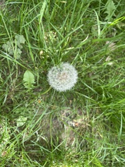 Taraxacum