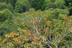 Excoecaria agallocha