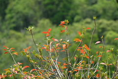 Excoecaria agallocha