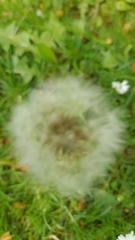 Taraxacum