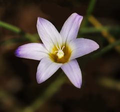 Romulea bulbocodium